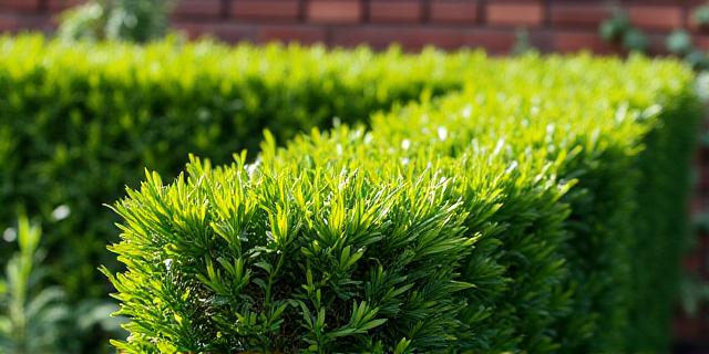 Professional hedge trimming for a manicured garden